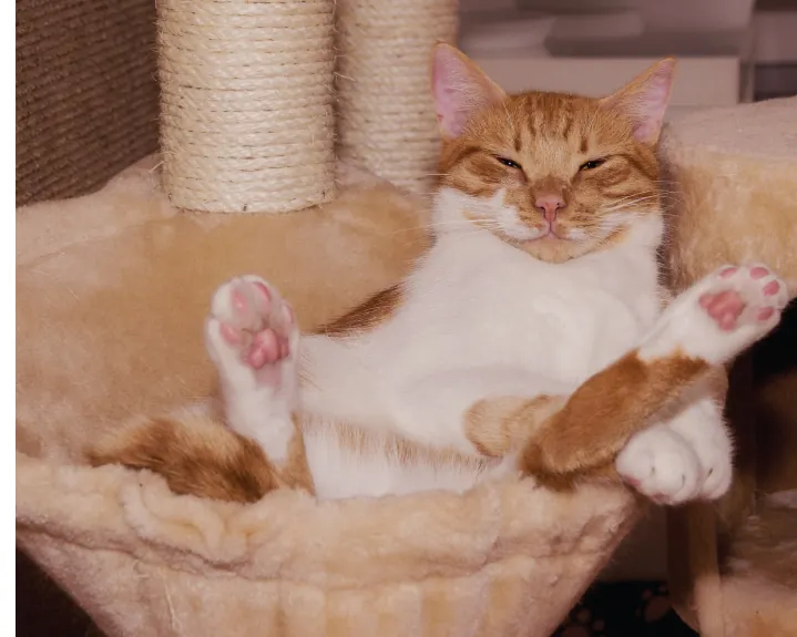 Qual a melhor posição para dormir?